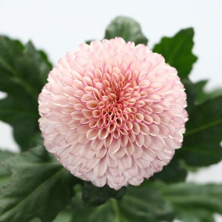 菊花石　7連　淡いピンク花 菊花石7連淡いピンク花