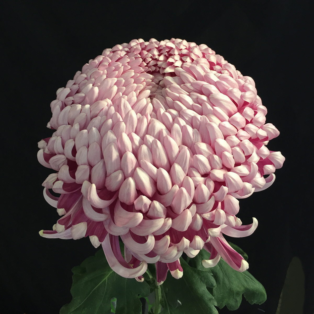 【中古】 大菊 生花/予約】大菊 厚物(赤)80cm 【FJ】 ※キャンセル不可 - 花材通販は