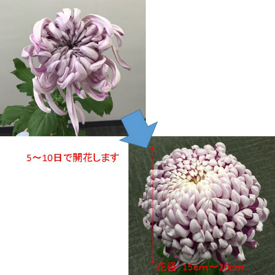 生花/予約】大菊 厚物(赤)80cm 【FJ】 ※キャンセル不可 - 花材通販は
