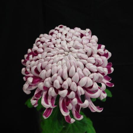 【生花/予約】大菊 厚物(赤)7分咲き　80cm　　【FJ】　※キャンセル不可