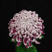 生花/予約】大菊 厚物(赤)7分咲き 80cm 【FJ】 ※キャンセル不可 - 花材