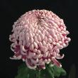 【生花/予約】大菊 厚物(赤)7分咲き　80cm　　【FJ】　※キャンセル不可