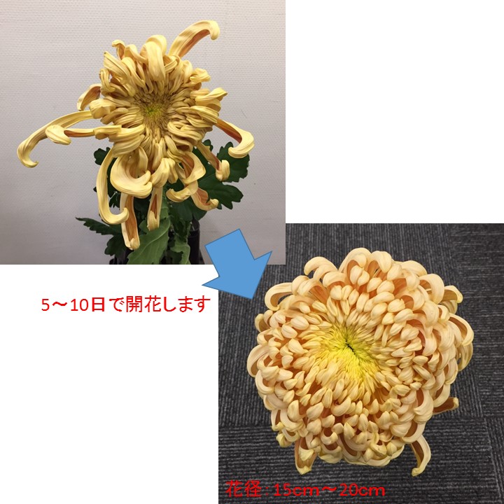 菊花48 生花/予約】大菊 厚物(カバイロ)80cm 【FJ】 ※キャンセル不可