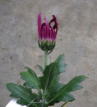 直前 糸菊 赤 品種お任せ かがり火など 生花 通販 はなどんやアソシエ 直前 糸菊 赤 品種お任せ かがり火など 生花 通販 はなどんやアソシエ