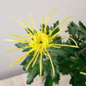 直前!!】糸菊 黄 ※品種はお任せとなります - 花材通販はなどんやアソシエ