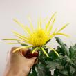 【直前!!!!】糸菊　黄　※品種はお任せとなります 【生花】
