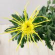 【直前!!!!】糸菊　黄　※品種はお任せとなります 【生花】