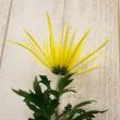 【直前!!!!】糸菊　黄　※品種はお任せとなります 【生花】