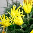 【直前!!!!】糸菊　黄　※品種はお任せとなります 【生花】