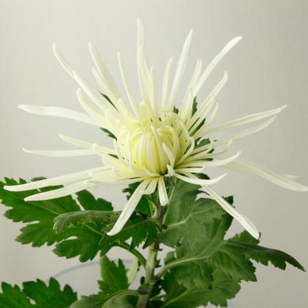 生花 糸菊 白 品種はお任せとなります 早締切74 通販 はなどんやアソシエ