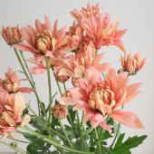 ※販売期間外※【生花】SPマム　バルティカサーモン（八重）：JFDマム【FJ】