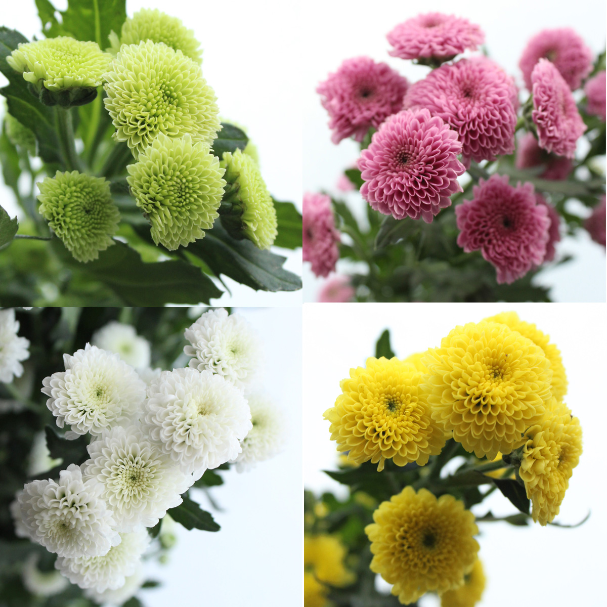 生花/予約】【ケース販売150本】マイクロポンポンSPマム カリメロ