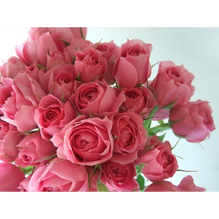 直前 M マリーアントワネット Spバラ 通販 はなどんやアソシエ 直前 M マリーアントワネット Spバラ 通販 はなどんやアソシエ