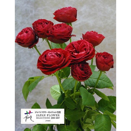 直前】【メルヘン】M-ヴィンテージレッド(スプレーバラ) - 花材通販は