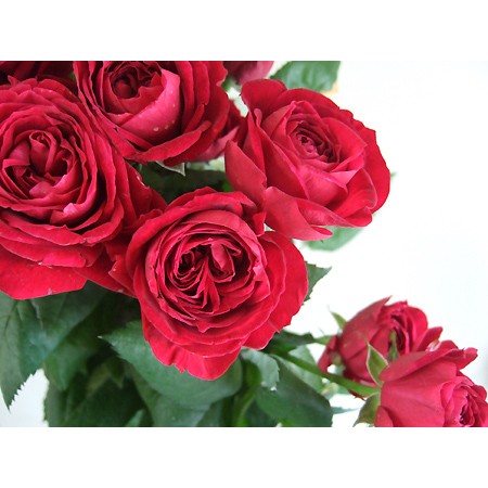名古屋帯 未使用品 薔薇 バラ 紅色 珍品 NO-943 楽天市場】予約販売 バラ苗 バラ新苗 激愛 契約品種 薔薇 ばら 国産苗
