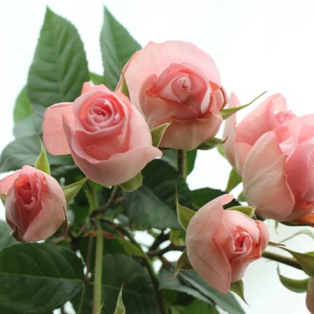 薔薇のロマッティックシェルフS ピンク W40D20H50cmマニーイマン好き向 ピンク ピース – Pink Peace | 姫野ばら園八ヶ岳農場