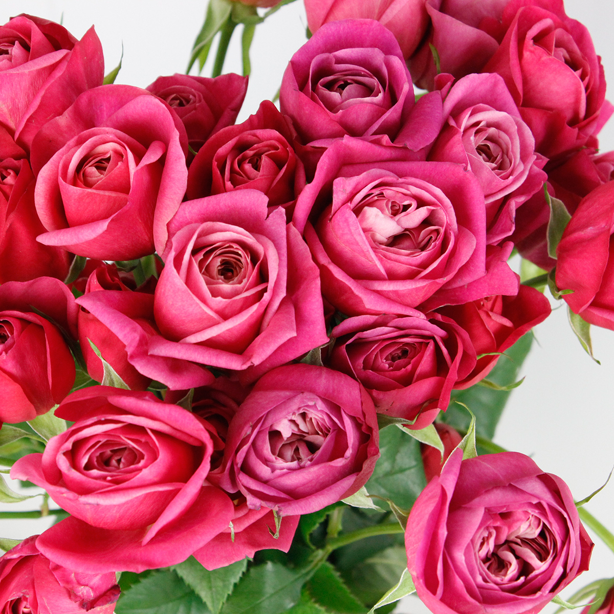 生花】メルヘンローズ バラ ロッソヴィーノ - 花材通販はなどんやアソシエ