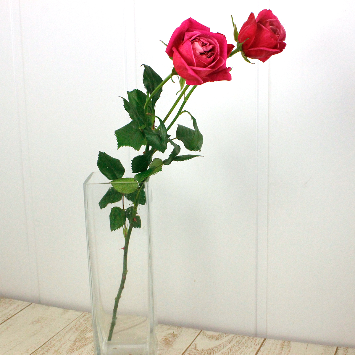 生花】メルヘンローズ バラ ロッソヴィーノ - 花材通販はなどんやアソシエ