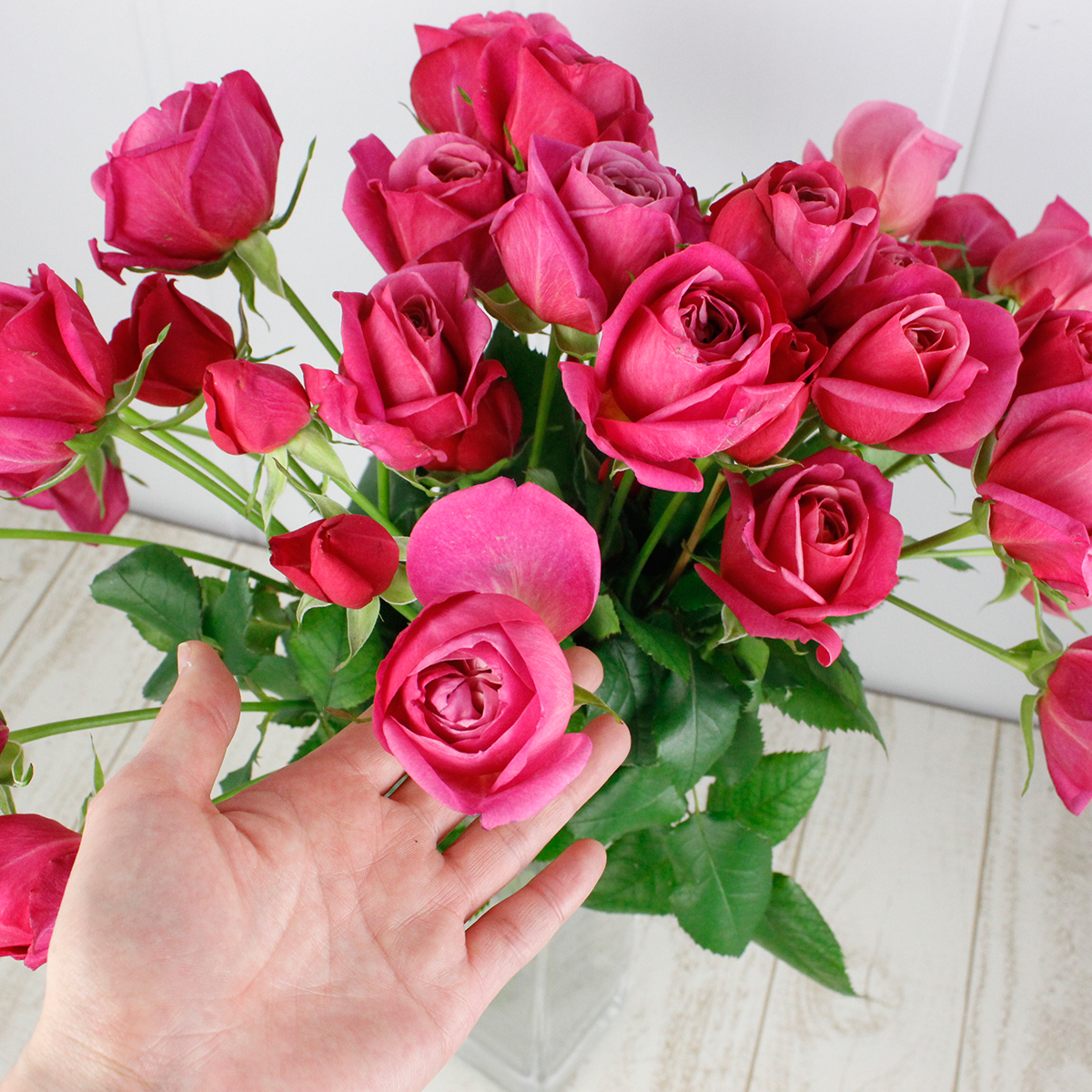 生花】メルヘンローズ バラ ロッソヴィーノ - 花材通販はなどんやアソシエ