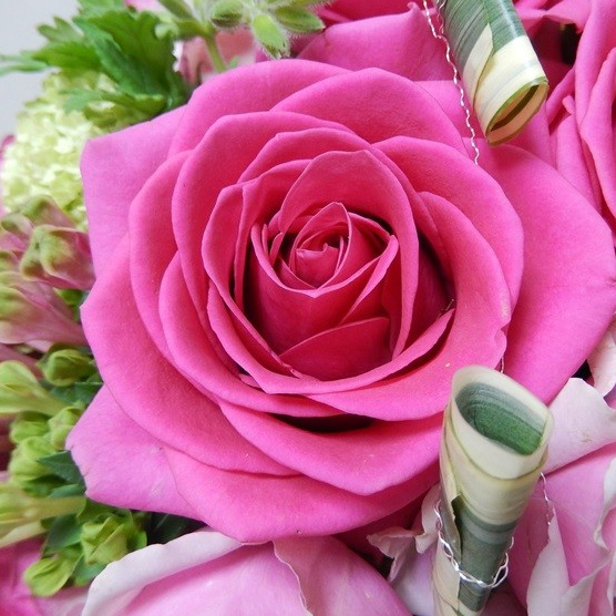 生花】メルヘンローズ バラ ピンクレディブル(濃いピンク)50cm:今週の