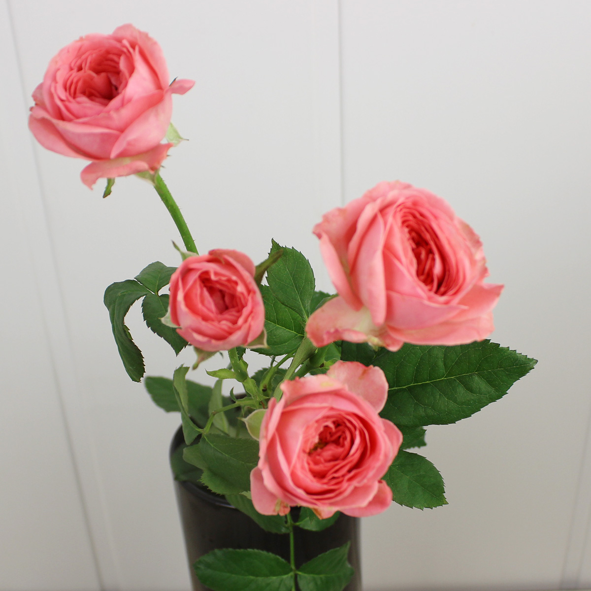 直前 メルヘン Spバラ 新品種 メルヘンの濃いピンクバラ 通販 はなどんやアソシエ 直前 メルヘン Spバラ 新品種 メルヘンの濃いピンクバラ 通販 はなどんやアソシエ