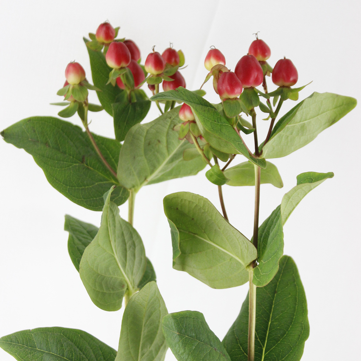 直前 生花 ヒペリカム 赤 マジカルトリンプなど 通販 はなどんやアソシエ 直前 生花 ヒペリカム 赤 マジカルトリンプなど 通販 はなどんやアソシエ