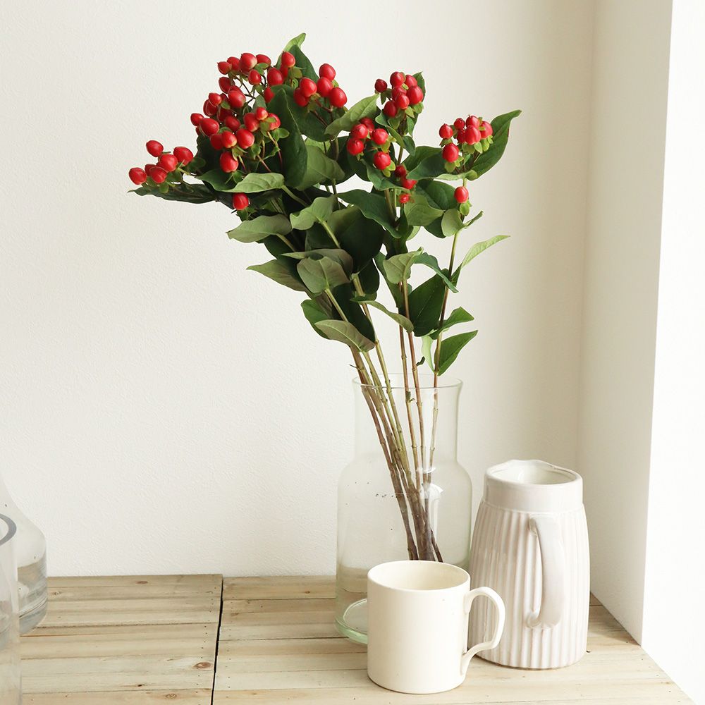 直前 ヒペリカム 赤 マジカルトリンプなど 生花 通販 はなどんやアソシエ 直前 ヒペリカム 赤 マジカルトリンプなど 生花 通販 はなどんやアソシエ