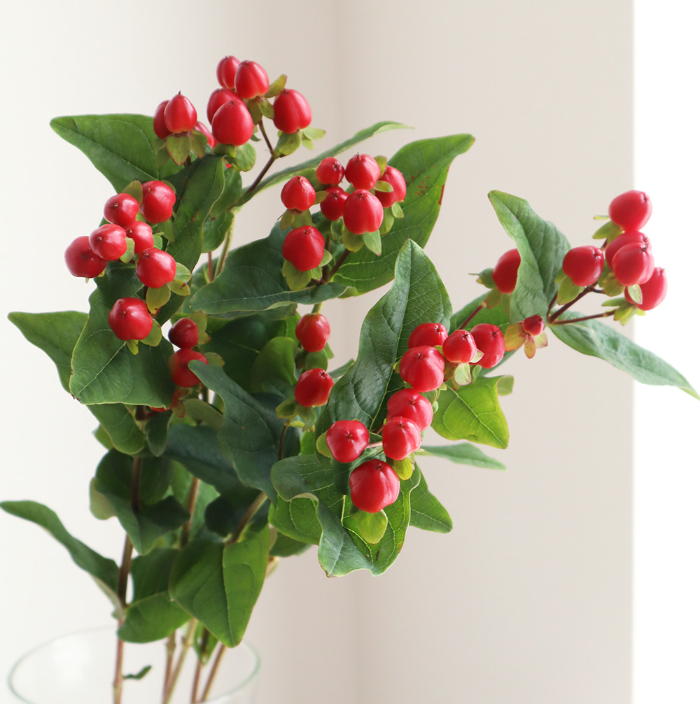 生花 ヒペリカム 赤 マジカルトリンプなど 通販 はなどんやアソシエ 生花 ヒペリカム 赤 マジカルトリンプなど 通販 はなどんやアソシエ