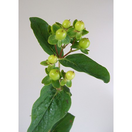 直前 ヒペリカム グリーン 品種おまかせ 生花 通販 はなどんやアソシエ 直前 ヒペリカム グリーン 品種おまかせ 生花 通販 はなどんやアソシエ