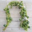 【生花】スズメウリ(ツル)80cm～程度　【早締切-74】※入荷少