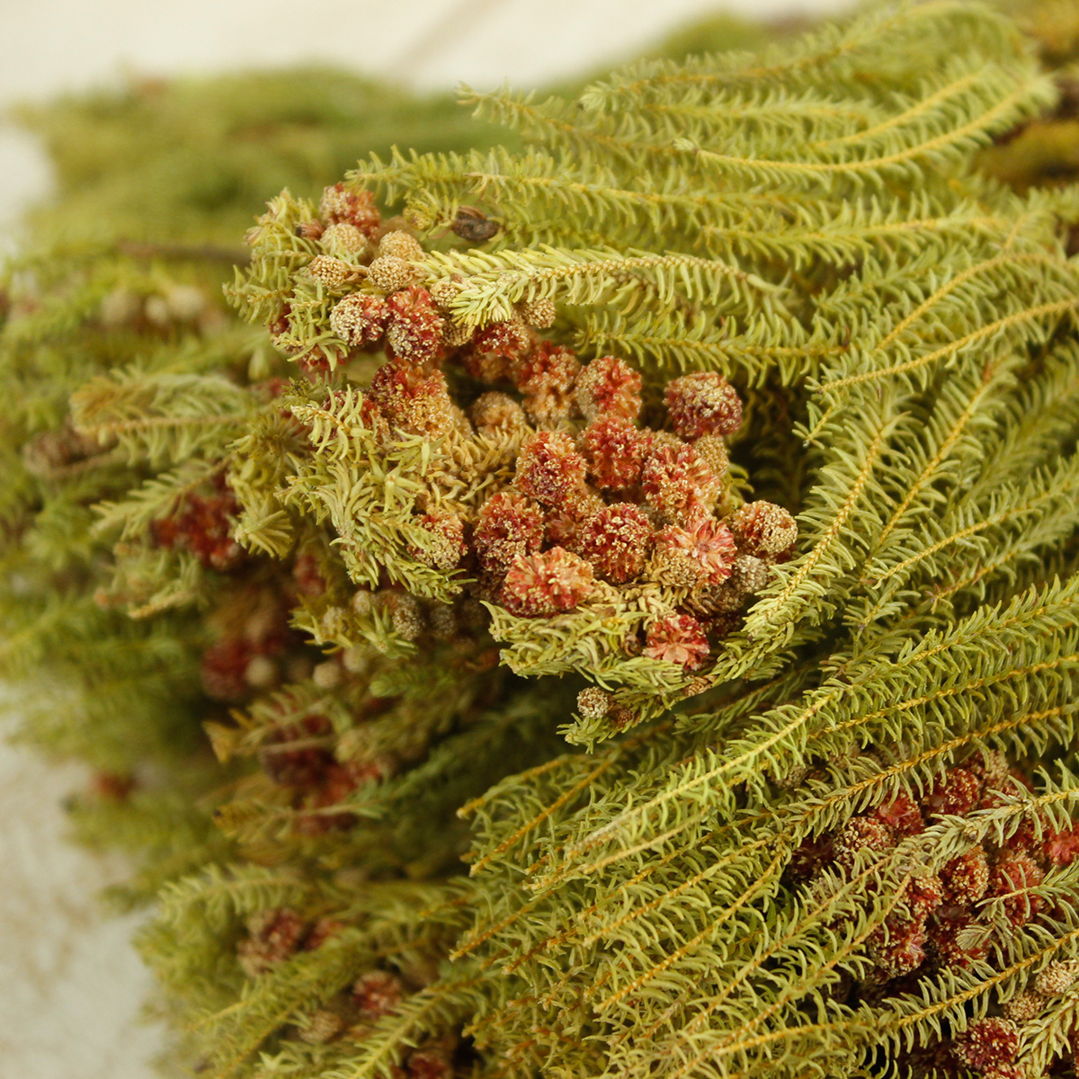 ドライ】J・flow/バーゼリア ラヌギノーサ(小粒)【DS-11】 - 花材通販