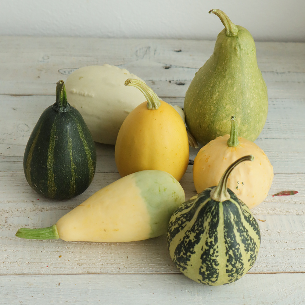 生花 おもちゃかぼちゃ M Lサイズ Mix Or 86 通販 はなどんやアソシエ 生花 おもちゃかぼちゃ M Lサイズ Mix Or 86 通販 はなどんやアソシエ