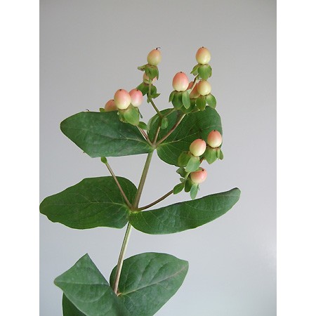 直前 ヒペリカム マジカルピンクorシュガーフレア 生花 通販 はなどんやアソシエ