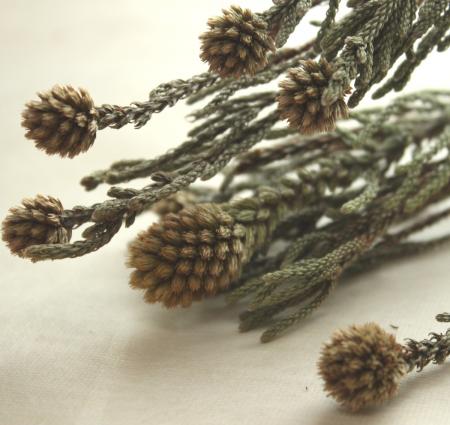 【ドライ】J・flow/ネベリア　クラスタースター 約10本【S1-30】