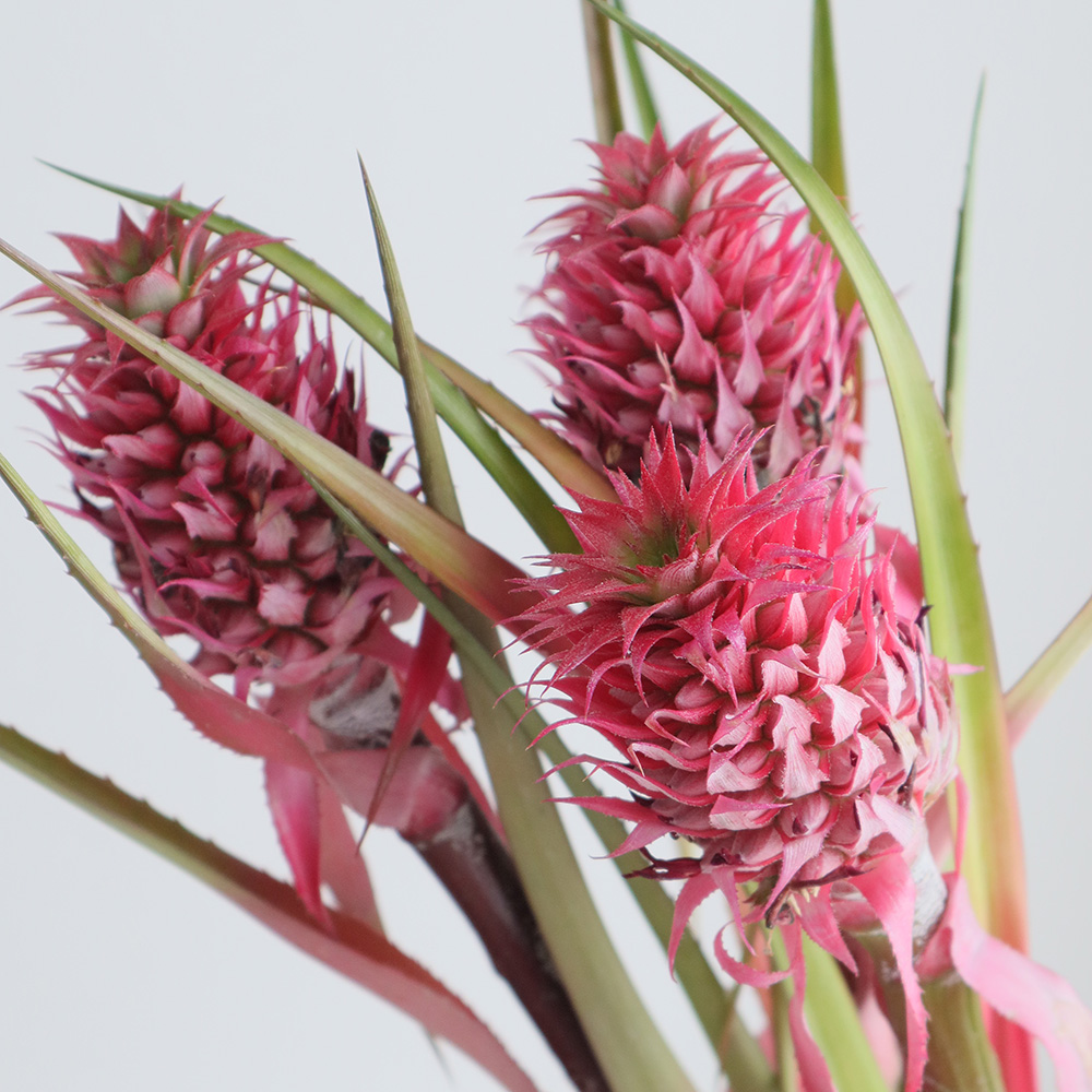 生花 花パイン サンゴパイン スタールージュなど大きいもの Ot 通販 はなどんやアソシエ 生花 花パイン サンゴパイン スタールージュなど大きいもの Ot 通販 はなどんやアソシエ