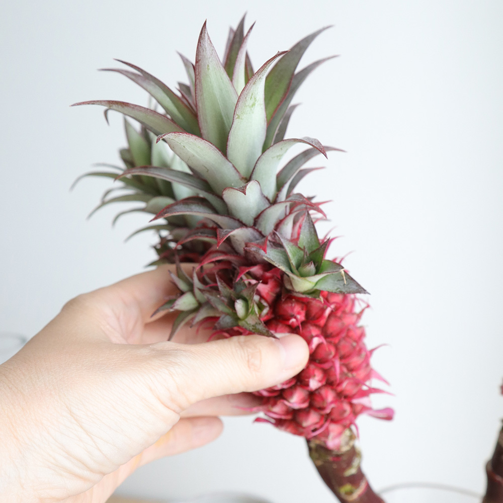 生花 花パイン サンゴパイン スタールージュなど大きいもの Ot 通販 はなどんやアソシエ 生花 花パイン サンゴパイン スタールージュなど大きいもの Ot 通販 はなどんやアソシエ