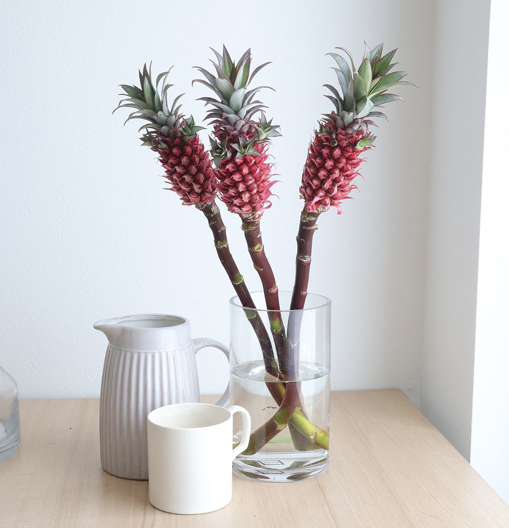 生花 花パイン サンゴパイン スタールージュなど大きいもの Ot 通販 はなどんやアソシエ 生花 花パイン サンゴパイン スタールージュなど大きいもの Ot 通販 はなどんやアソシエ