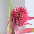 【直前!!!】花パイン (スタールージュなど大きいもの)　※葉小さい　【生花】