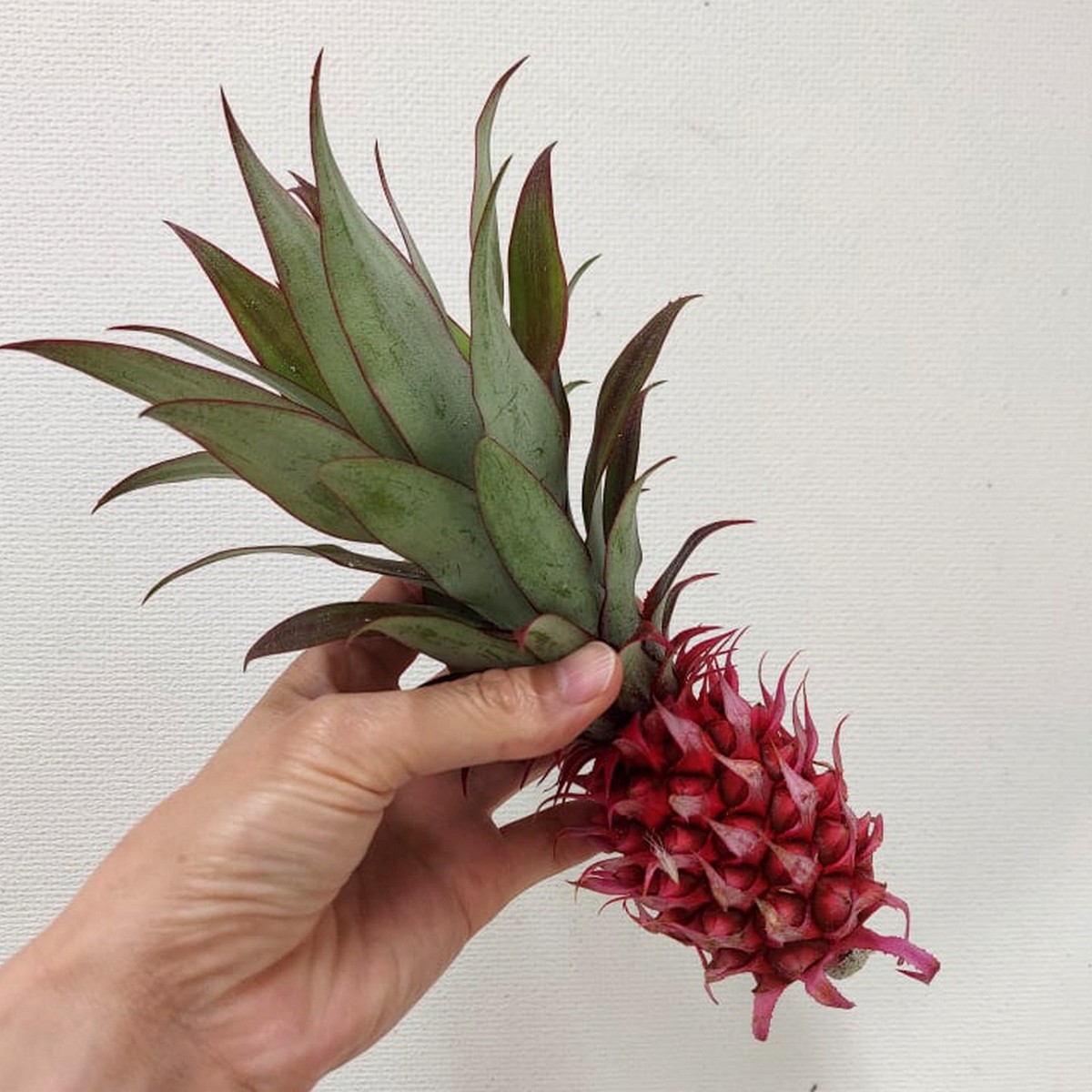 直前 花パイン 実のみ サンゴパイン スタールージュなど大きいもの 生花 通販 はなどんやアソシエ 直前 花パイン 実のみ サンゴパイン スタールージュなど大きいもの 生花 通販 はなどんやアソシエ