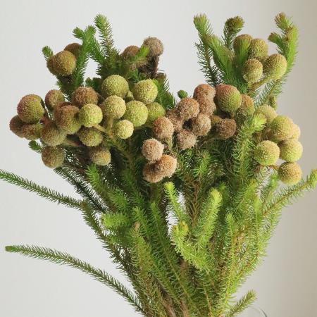 【直前!!】バーゼリア【本数単位】ガルピニなど