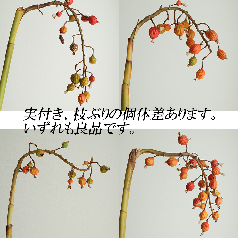 生花 ゲットウの実 70cm程度 入荷により実色異なる 通販 はなどんやアソシエ