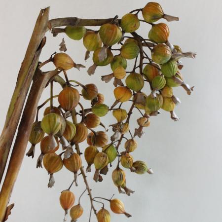 【生花】ゲットウの実(50cm程度)※入荷により実色異なる