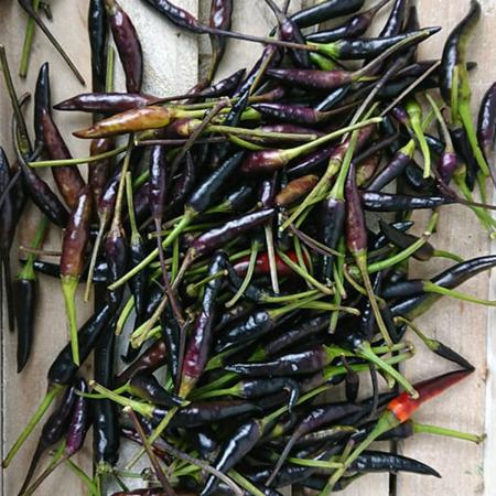 【生花】トウガラシ(黒)実のみ　200g程度