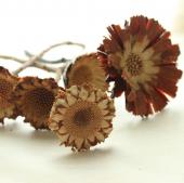 ドライ】J・flow/プロテア ロゼット □ナチュラル(約5本入り)【S2-12