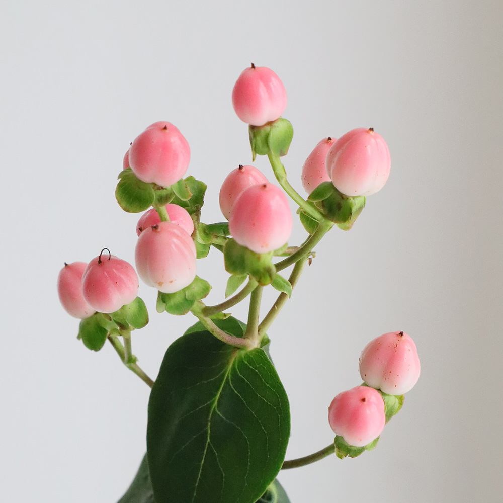 生花 ヒペリカム ココカジノ ピンク 大粒 通販 はなどんやアソシエ 生花 ヒペリカム ココカジノ ピンク 大粒 通販 はなどんやアソシエ