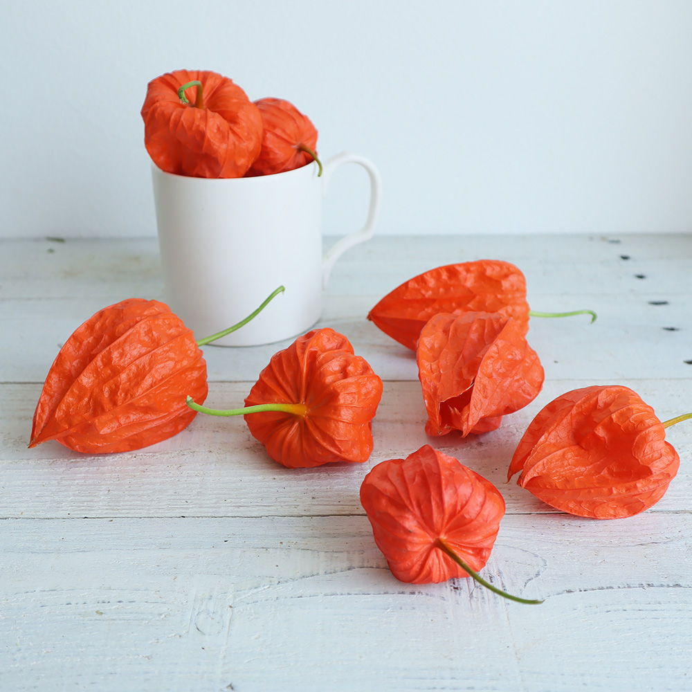 生花 予約 実ほおずき秀 8 3 11届日限定 7 11締切 締切後キャンセル不可 通販 はなどんやアソシエ 生花 予約 実ほおずき秀 8 3 11届日限定 7 11締切 締切後キャンセル不可 通販 はなどんやアソシエ