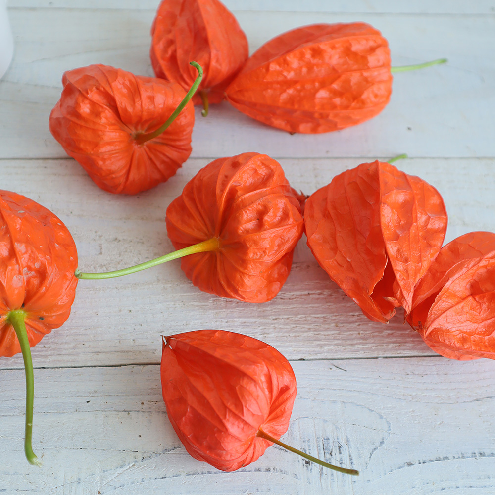 生花 予約 実ほおずき秀 8 3 11届日限定 7 11締切 締切後キャンセル不可 通販 はなどんやアソシエ 生花 予約 実ほおずき秀 8 3 11届日限定 7 11締切 締切後キャンセル不可 通販 はなどんやアソシエ