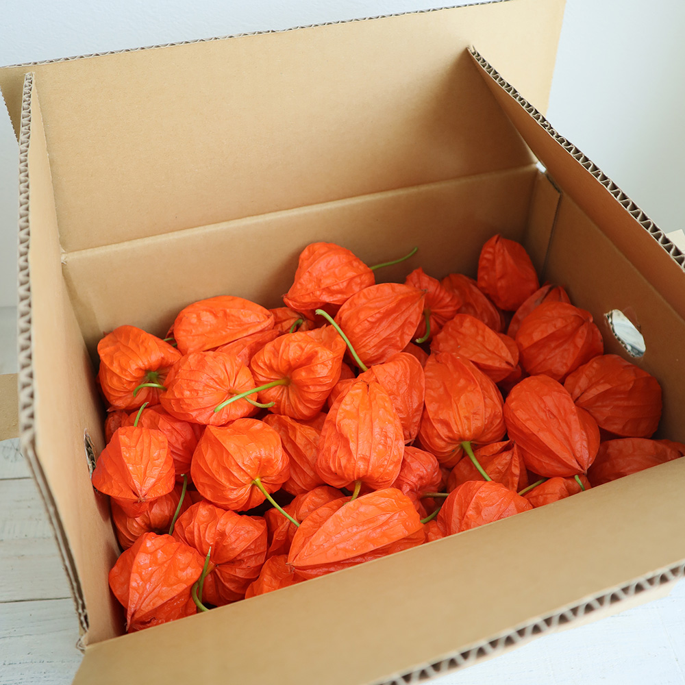 生花 即納 実ほおずき ドライの状態 S2 10 S2 41 通販 はなどんやアソシエ 生花 即納 実ほおずき ドライの状態 S2 10 S2 41 通販 はなどんやアソシエ