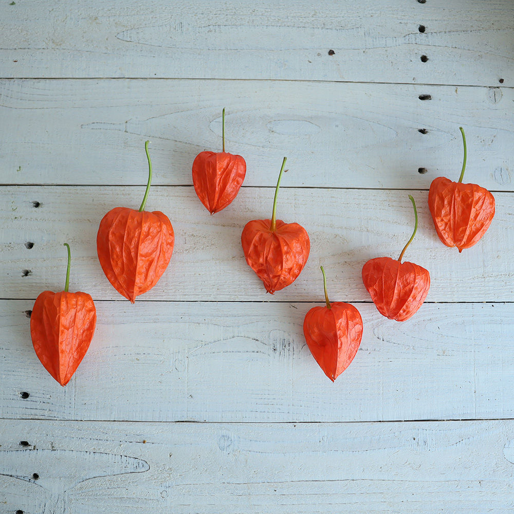 生花 即納 実ほおずき ドライの状態 S2 10 S2 41 通販 はなどんやアソシエ 生花 即納 実ほおずき ドライの状態 S2 10 S2 41 通販 はなどんやアソシエ