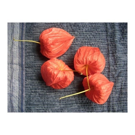 ドライ J Flow 実ほおずき W1 通販 はなどんやアソシエ